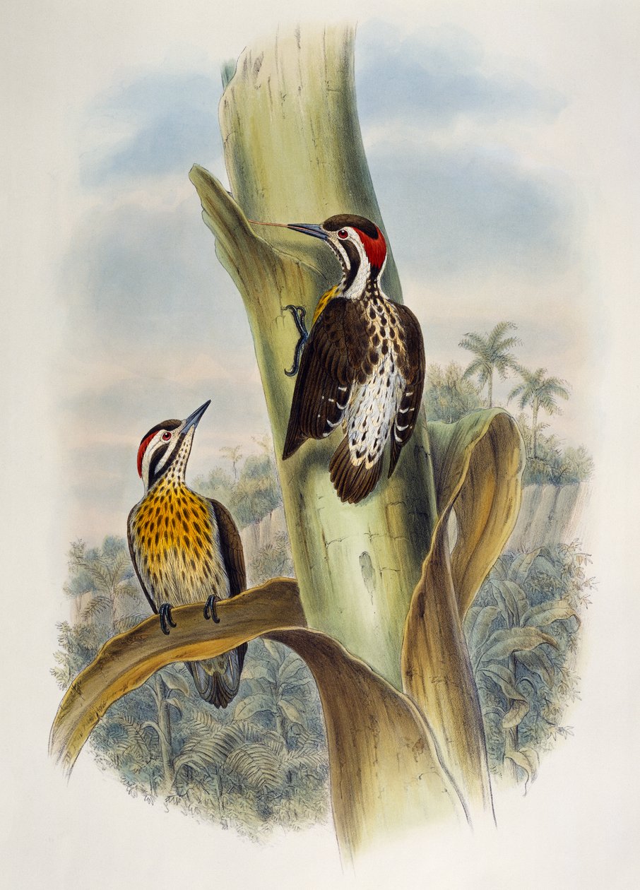 Pygmy datel filipínský (Dendrocopos maculatus), litografie z Birds of Asia od William Matthew Hart