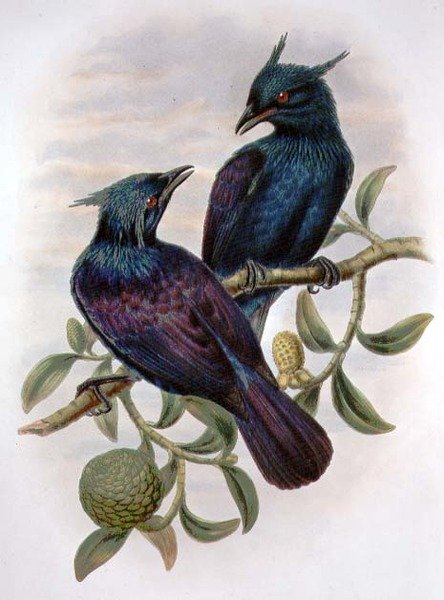 Phonygama Purpureiviolacea (barva lito) od William Matthew Hart