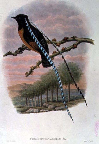 Pteridophora Alberti, král saského ráje (barevné lito) od William Matthew Hart