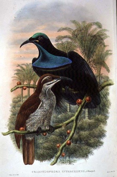 Ptiloris Magnificus, rajský puška (barevný lito) od William Matthew Hart