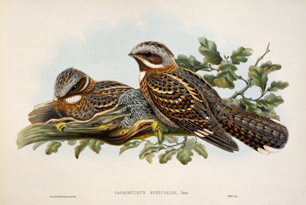 Nočník rudokrký (Caprimulgus ruficollis), litografie z Birds of Great Britain od William Matthew Hart