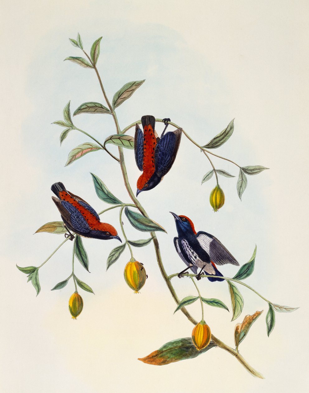 Květináč šarlatový (Dicaeum cruentatum), rytina William Matthew Hart (1830-1908), Velká Británie od William Matthew Hart