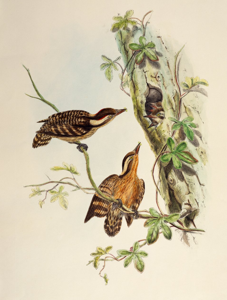 Sunda datel (Dendrocopos moluccensis), litografie z Birds of Asia od William Matthew Hart
