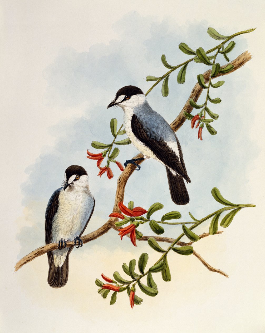 Torrent Robin (Monachella muelleriana), rytina William Matthew Hart (1830-1908), Spojené království od William Matthew Hart