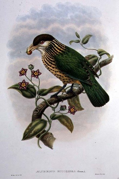 Kocour bílý - Ailuroedus Buccoides (barva lito) od William Matthew Hart