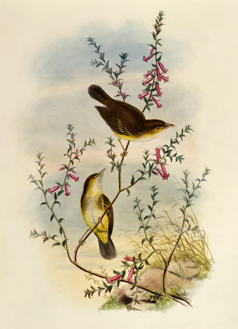 Muškař bílý (Pseudogerygone notata), rytina William Matthew Hart (1830-1908), Spojené království od William Matthew Hart