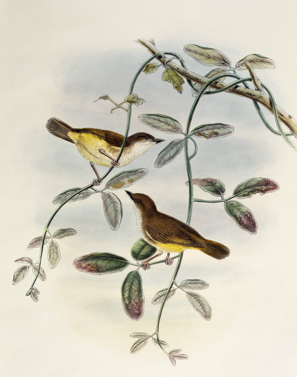 Gerygone žlutobřichý (Gerygone chrysogaster), litografie z Birds of Asia od William Matthew Hart