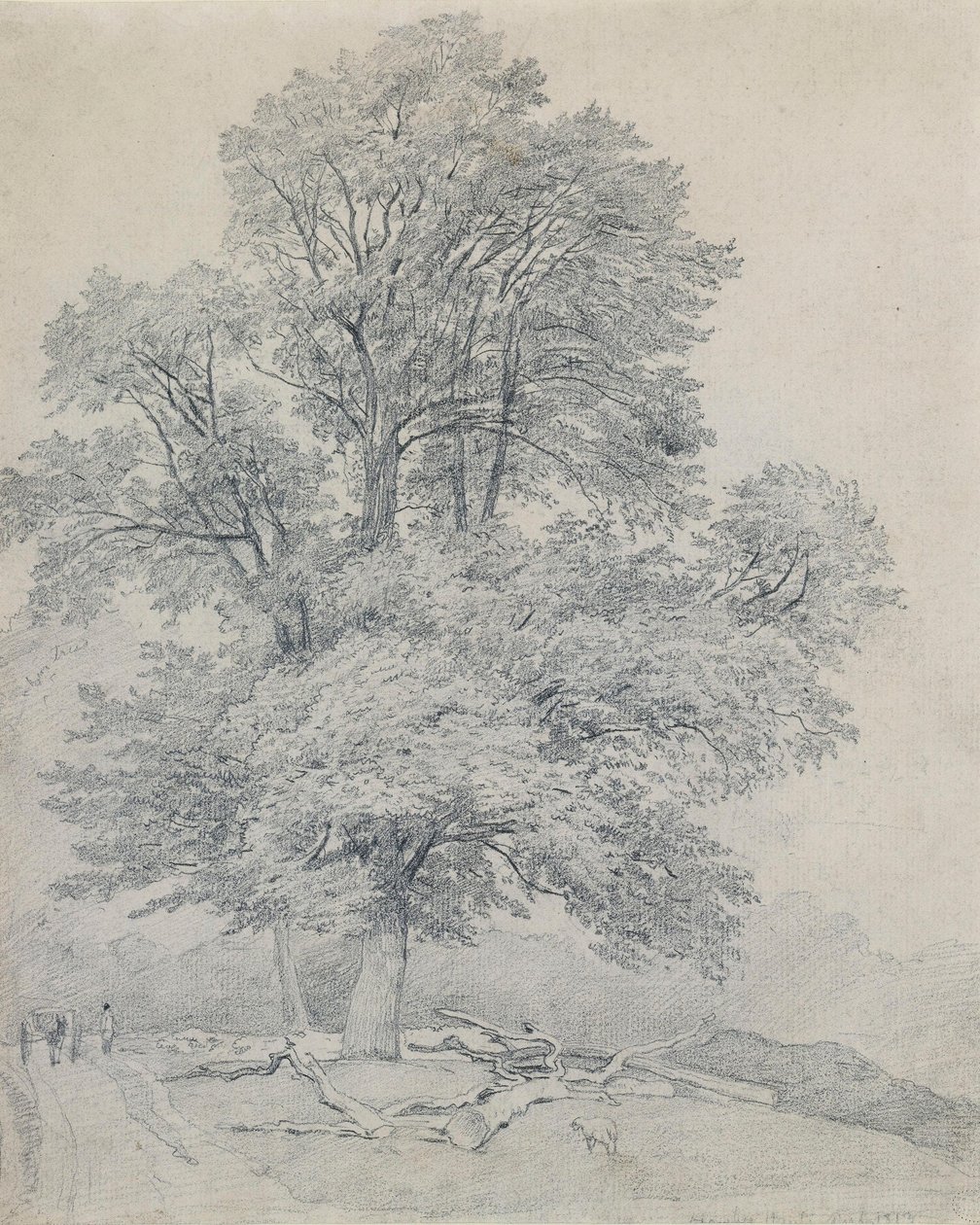 Horský jilm v Hawley, Hampshire od William Mulready