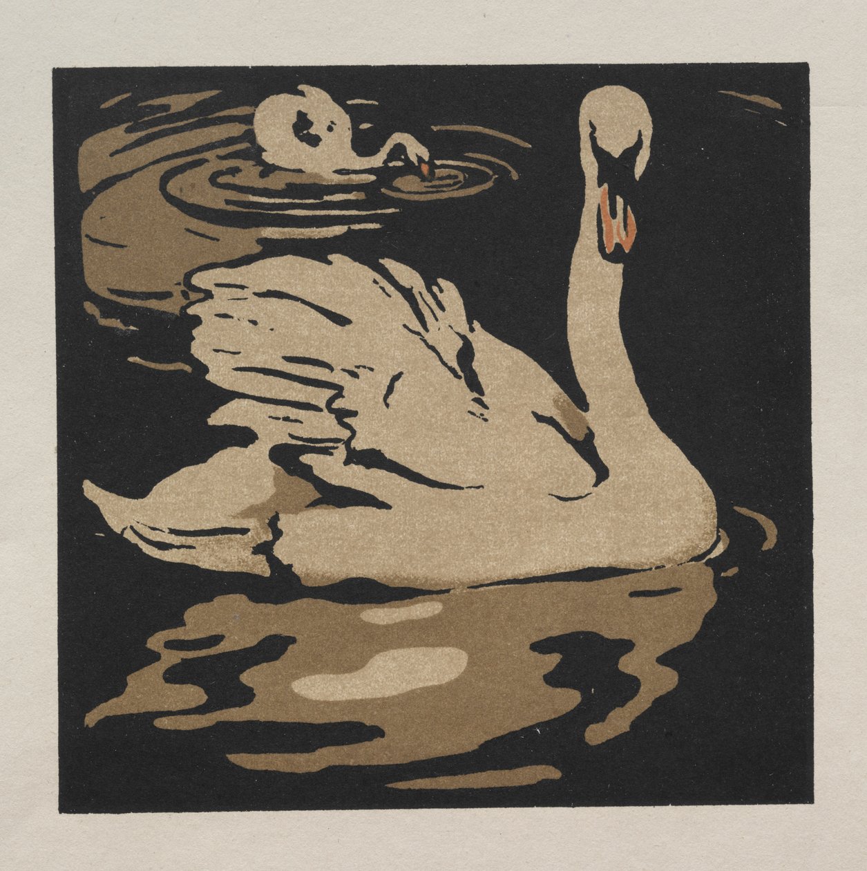 Čtvercová kniha zvířat: Krásná labuť od William Nicholson