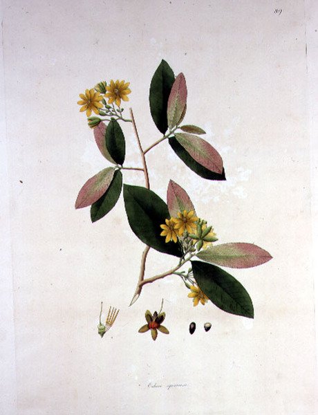 Ochna squarrosa, ilustrace z „Rostliny na pobřeží Coromandel“ od William Roxburgh