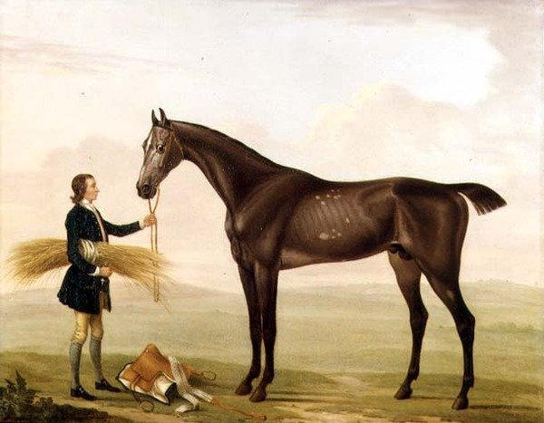 Šedý hřebec držený ženichem od William Shaw