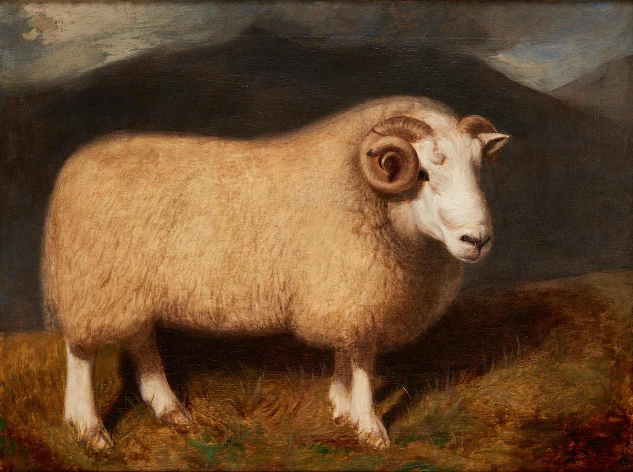 Cheviot Ram (olej na plátně) od William Shiels