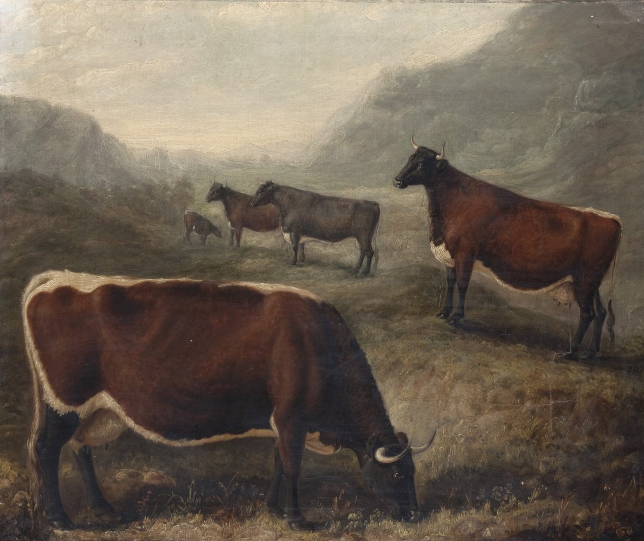  od William Shiels