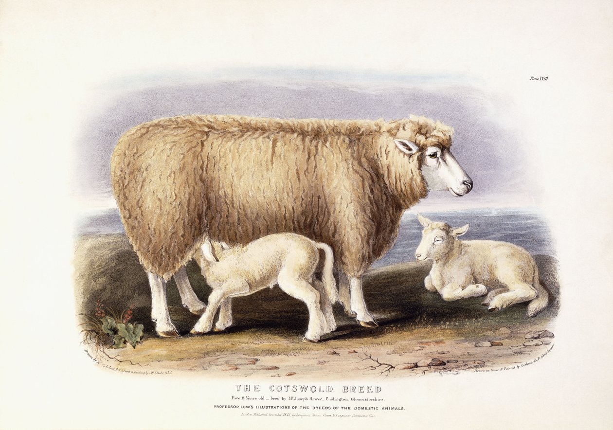 Plemeno Cotswold, ovečka, 8 let, 1840-1842 od William Shiels