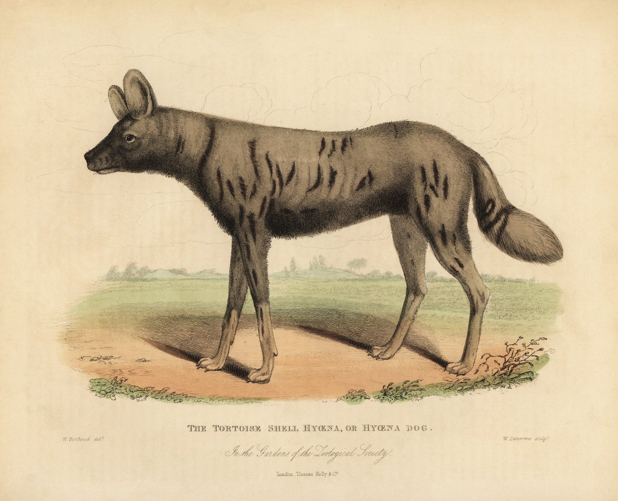 Africký lovecký pes, Lycaon pictus. od William Smellie