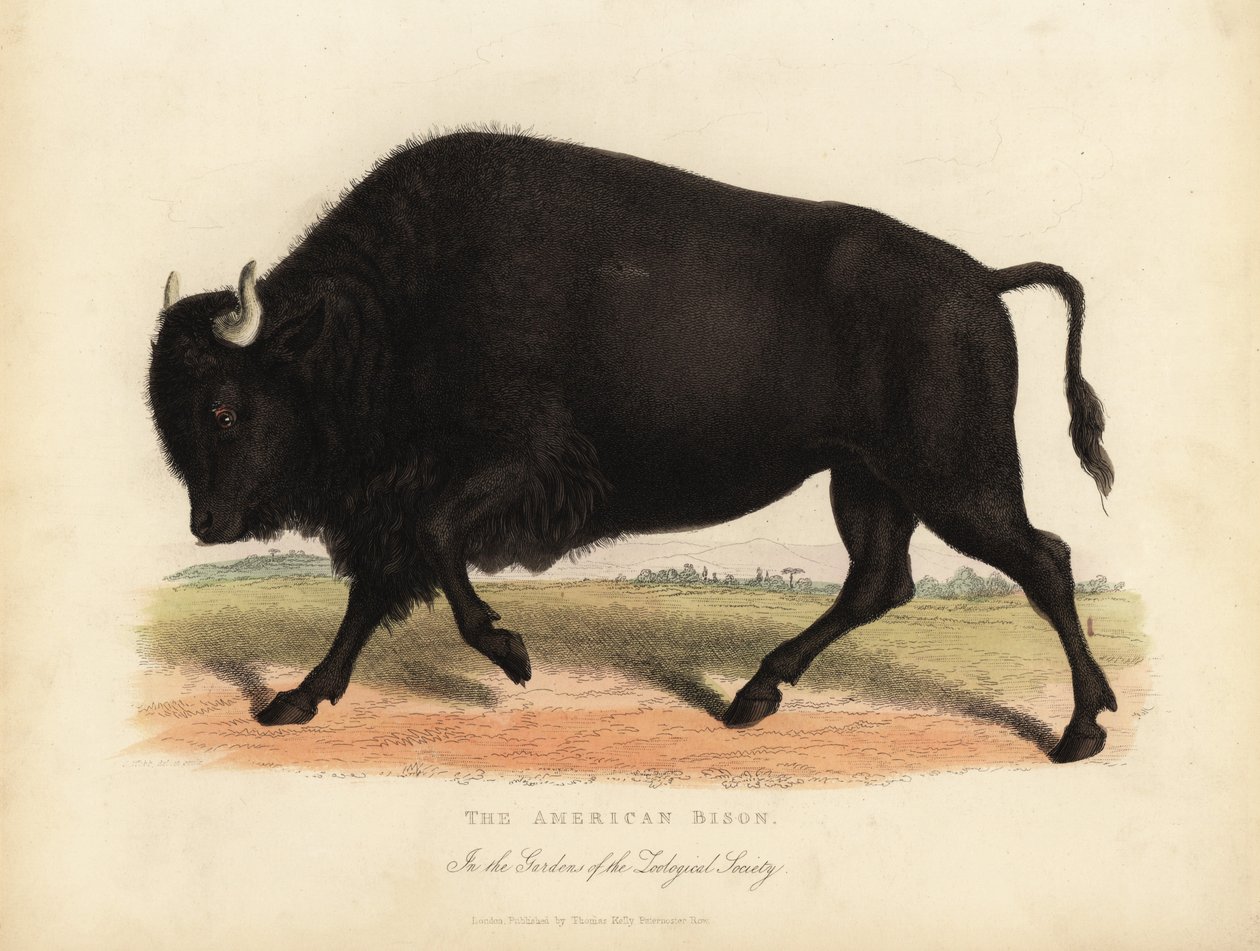 Americký bizon nebo buvol, bizon bizon. od William Smellie