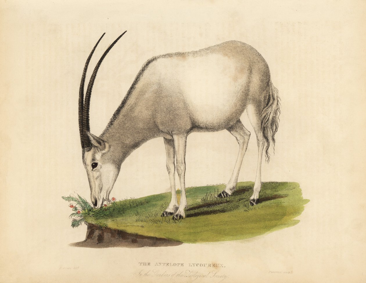 Oryx arabský nebo oryx bílý, Oryx leucoryx. Zranitelný. od William Smellie