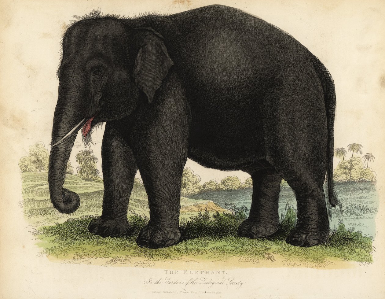 Asijský slon, Elephas maximus, ohrožený. od William Smellie