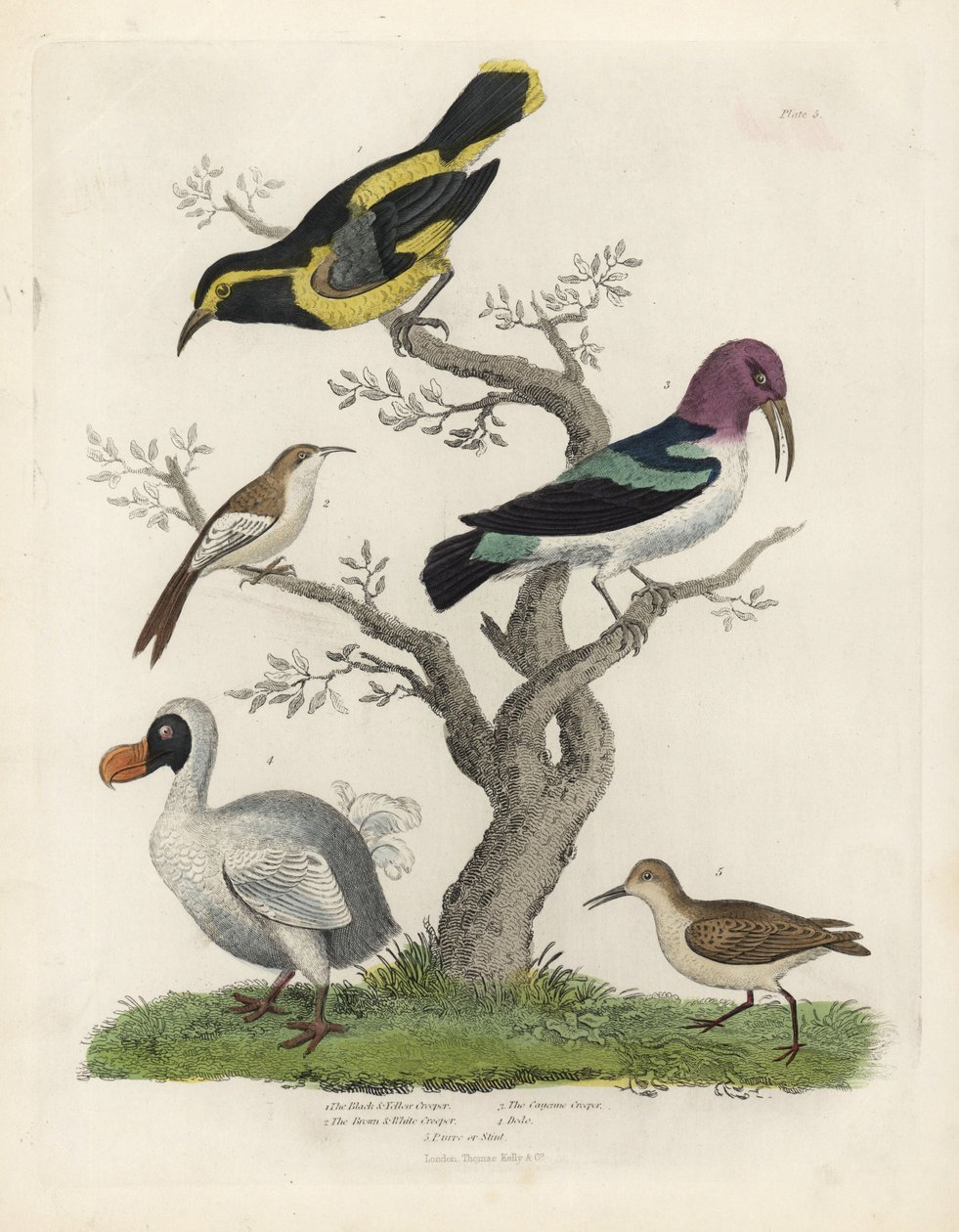 Černožlutá liána, hnědobílá liána, Certhia americana, Cayenne liána, Dacnis cayana, Dodo, Raphus cucullatus a purre nebo stint, Calidris alpina. Ručně kolorovaná mědirytina od neznámého umělce z Williama Smellie