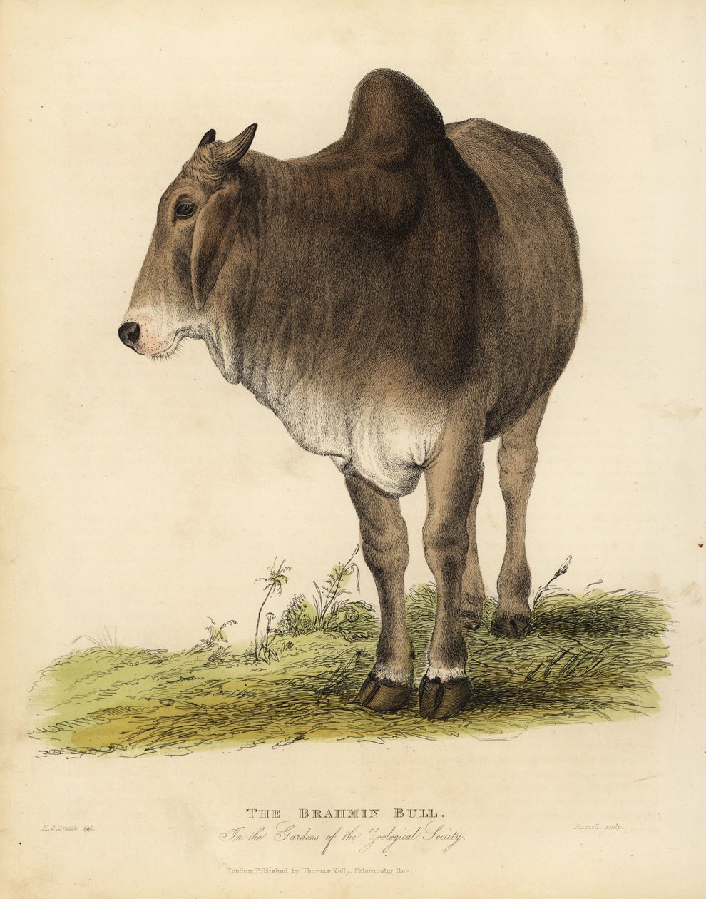Brahma plemeno skotu zebu, Bos taurus indicus. od William Smellie
