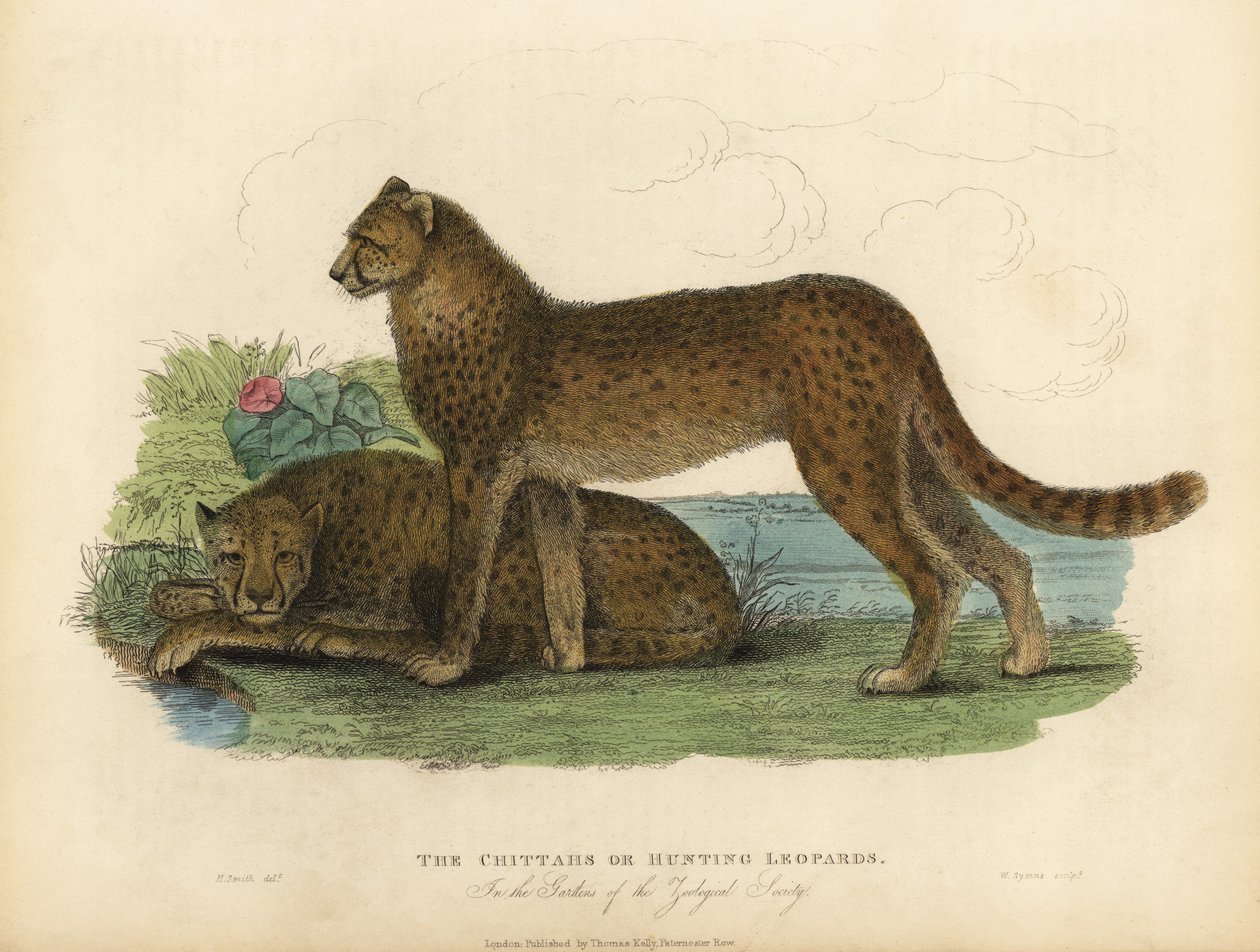 Gepard, Acinonyx jubatus. od William Smellie