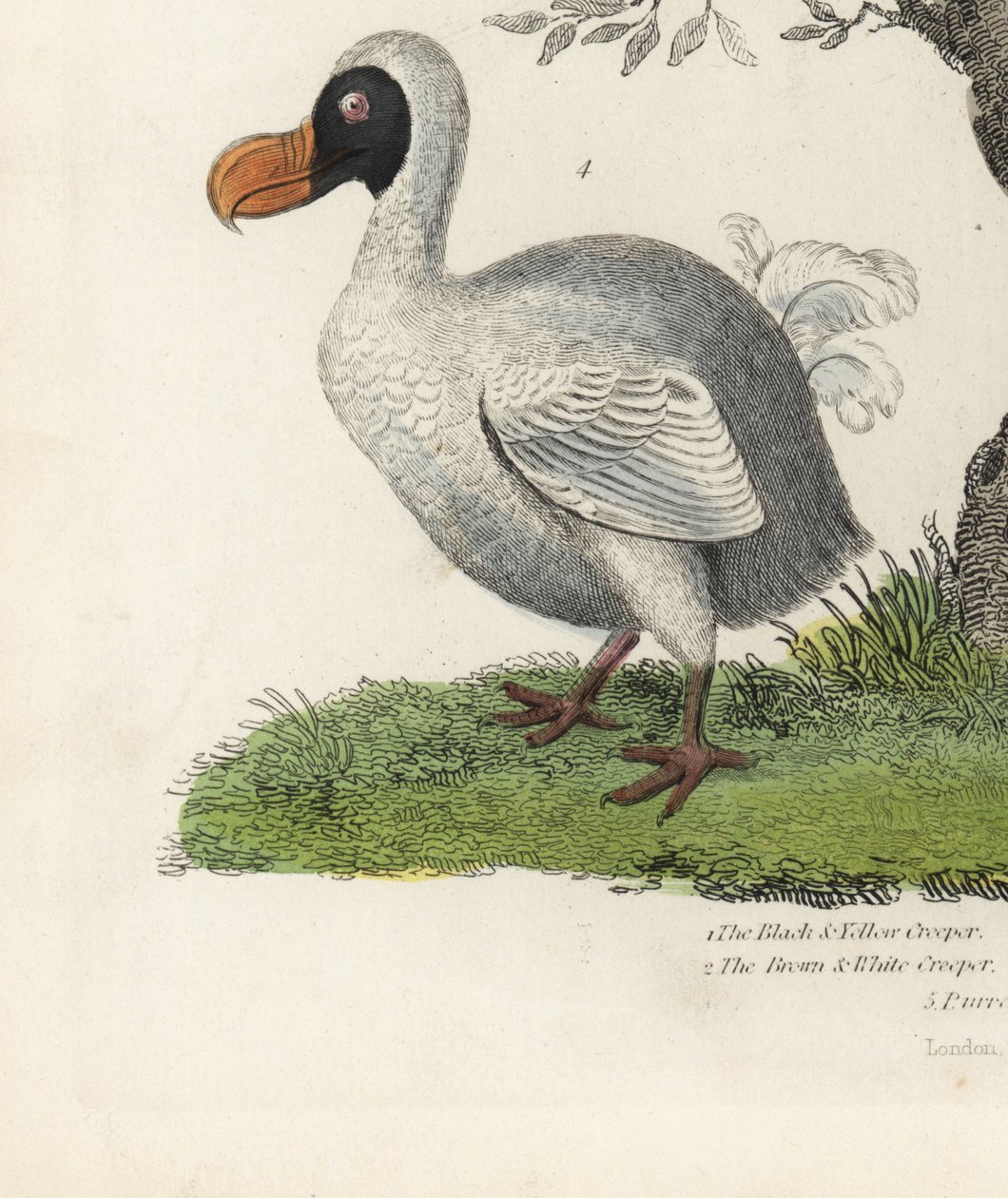 Dodo, Raphus cucullatus, vyhynulý nelétavý pták (dříve Didus ineptus). Ručně kolorovaná mědirytina od neznámého umělce z Přírodopisu Williama Smellie. od William Smellie