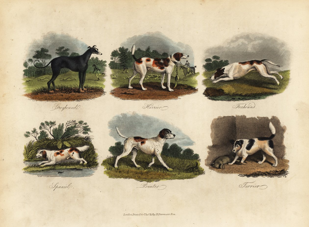 Greyhound, Harrier, Foxhound, Španěl, Pointer, Teriér. od William Smellie