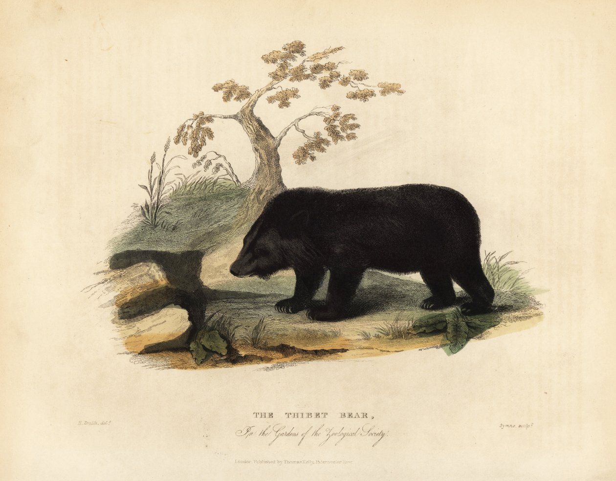 Himálajský černý medvěd, Ursus thibetanus laniger. od William Smellie