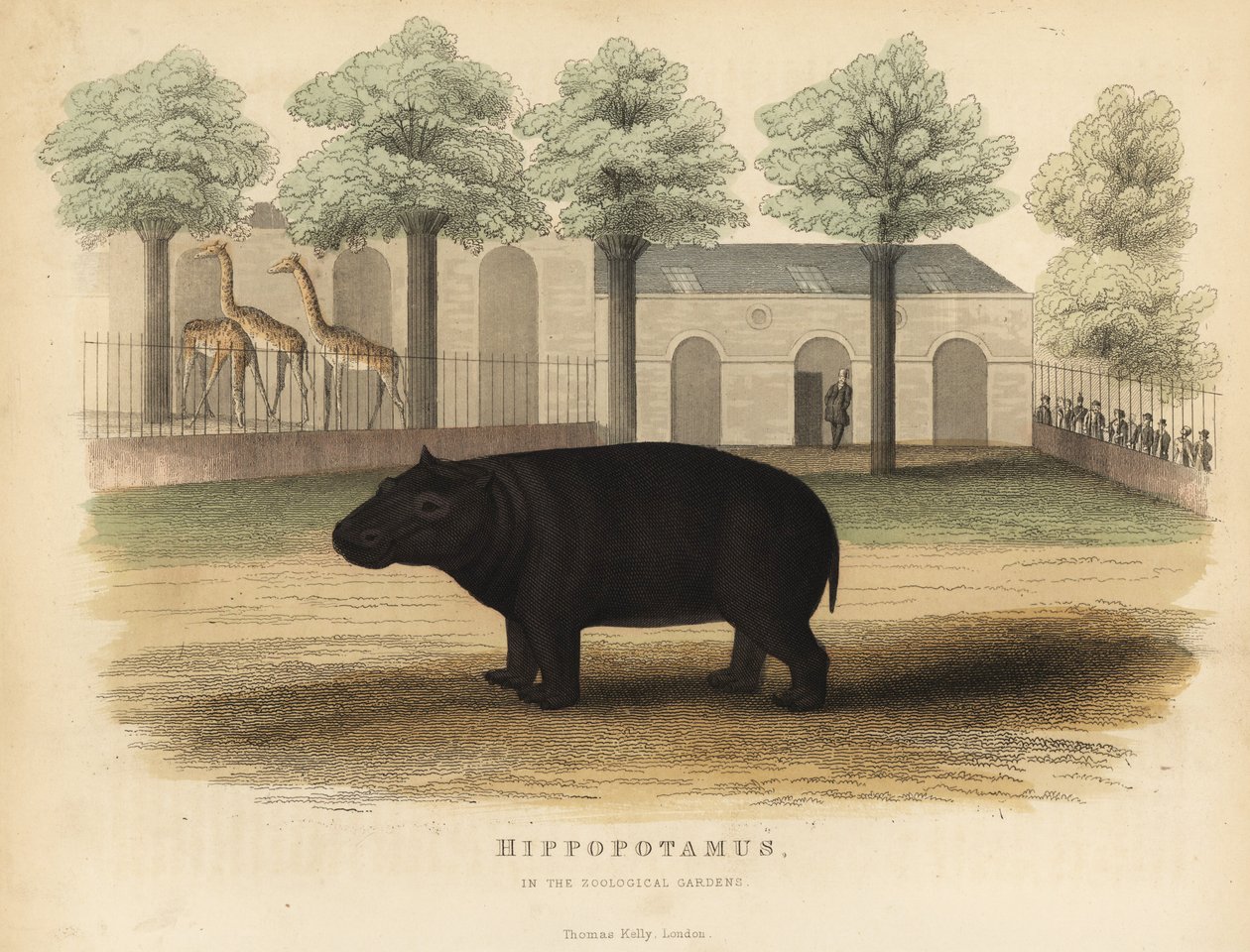 Hroch nebo hroch, Hippopotamus amphibius. od William Smellie