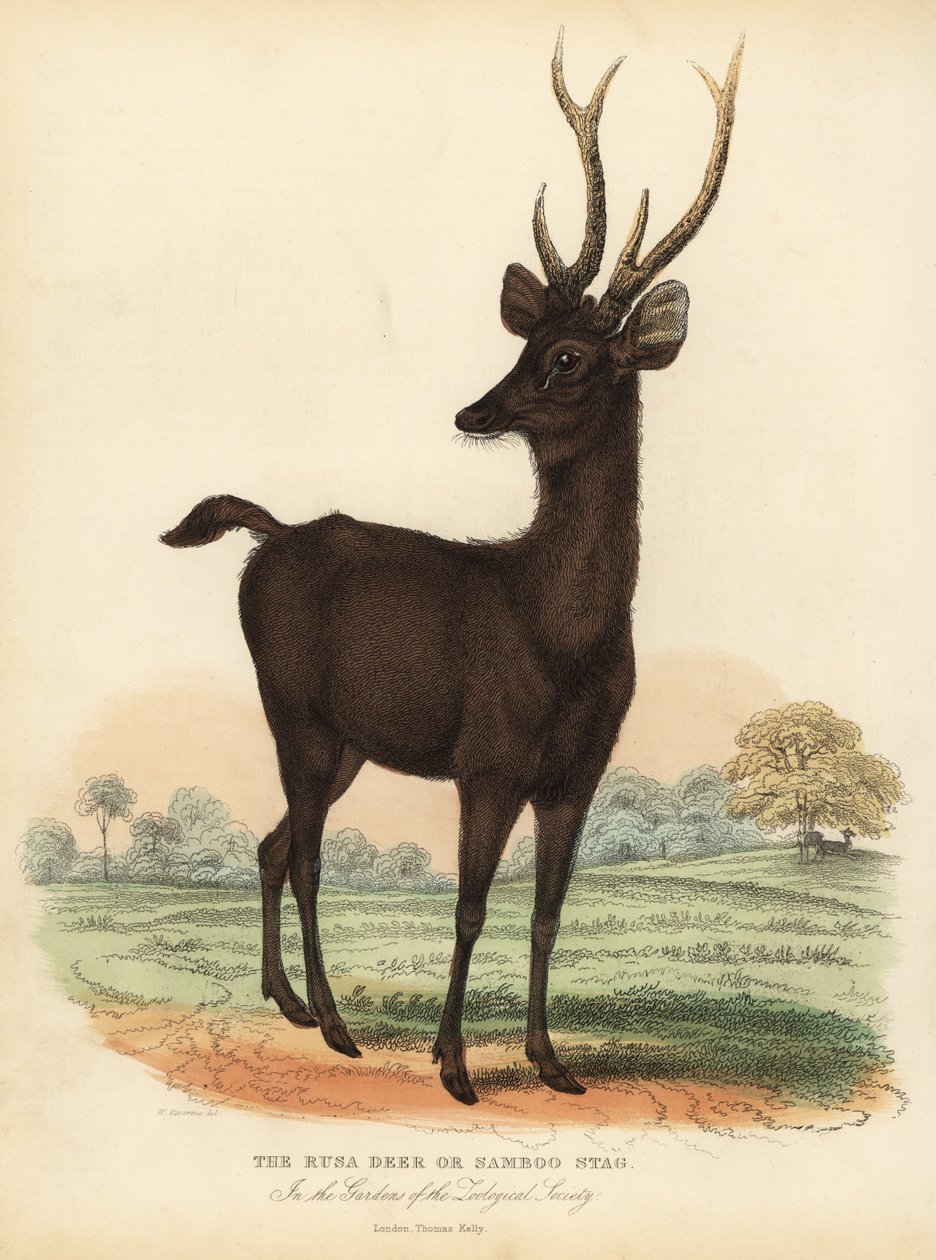 Jawan Rusa Ora Sunda Sambar Deer, Rusa Timorensis. Zranitelný. od William Smellie