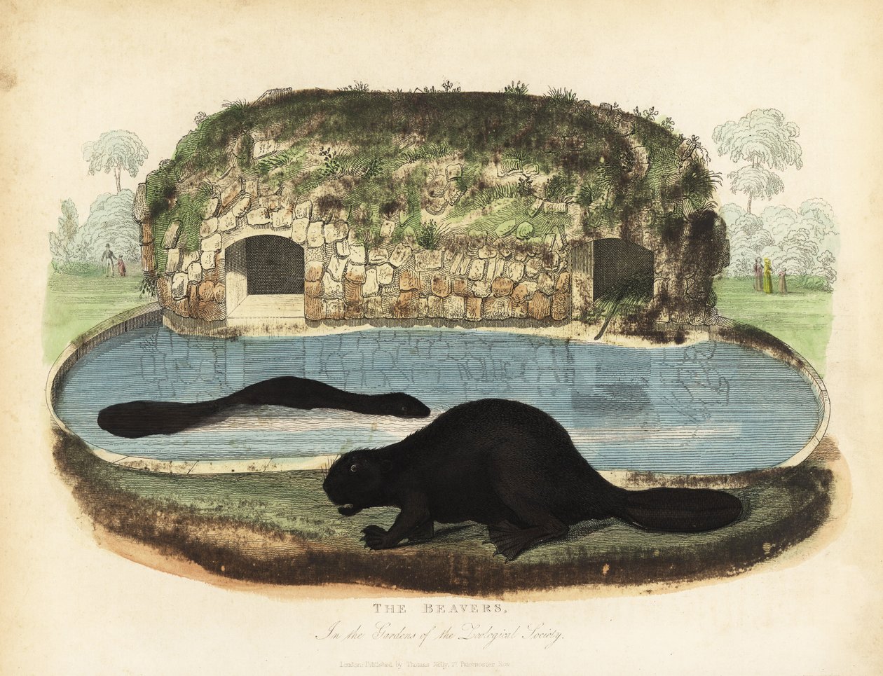 Bobr severoamerický, Castor canadensis. od William Smellie