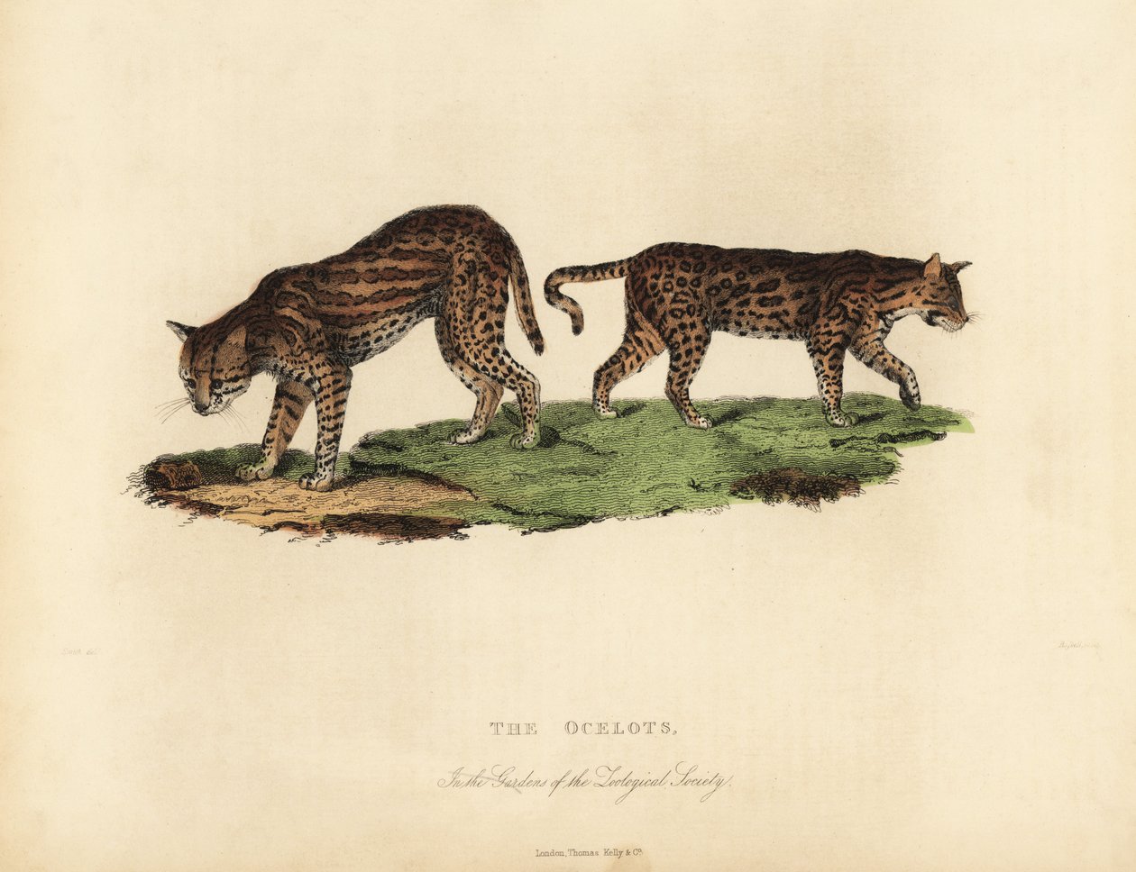 Ocelot, Leopard od William Smellie