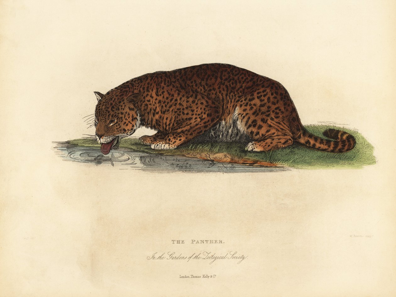 Panther, Panthera Pards Ora Panthera Onka. od William Smellie