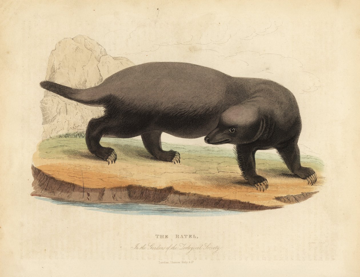 Ratel nebo medový jezevec, Mellivora capensis. od William Smellie