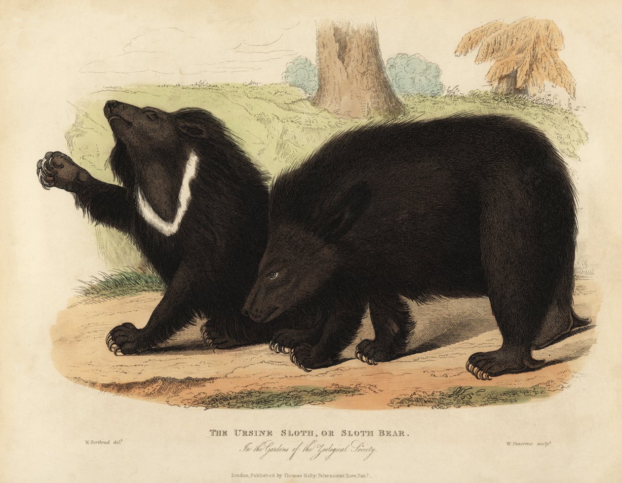 Medvěd lenochod, Melursus ursinus. Zranitelný. od William Smellie