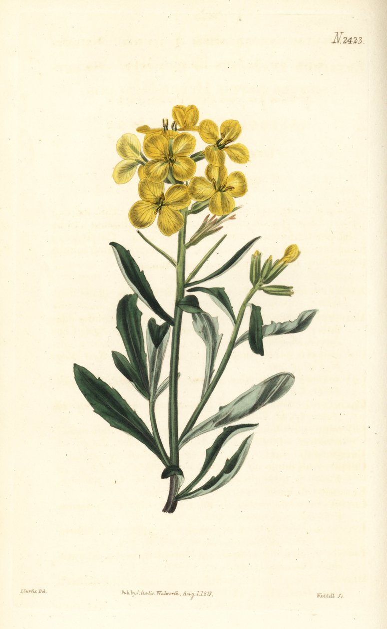 Zedník vonný, Erysimum odoratum (hořčice z alpského živého plotu vonící, Erysium lanceolatum minus). Ručně kolorovaná mědirytina od Weddella podle botanické ilustrace Johna Curtise z William Curtis