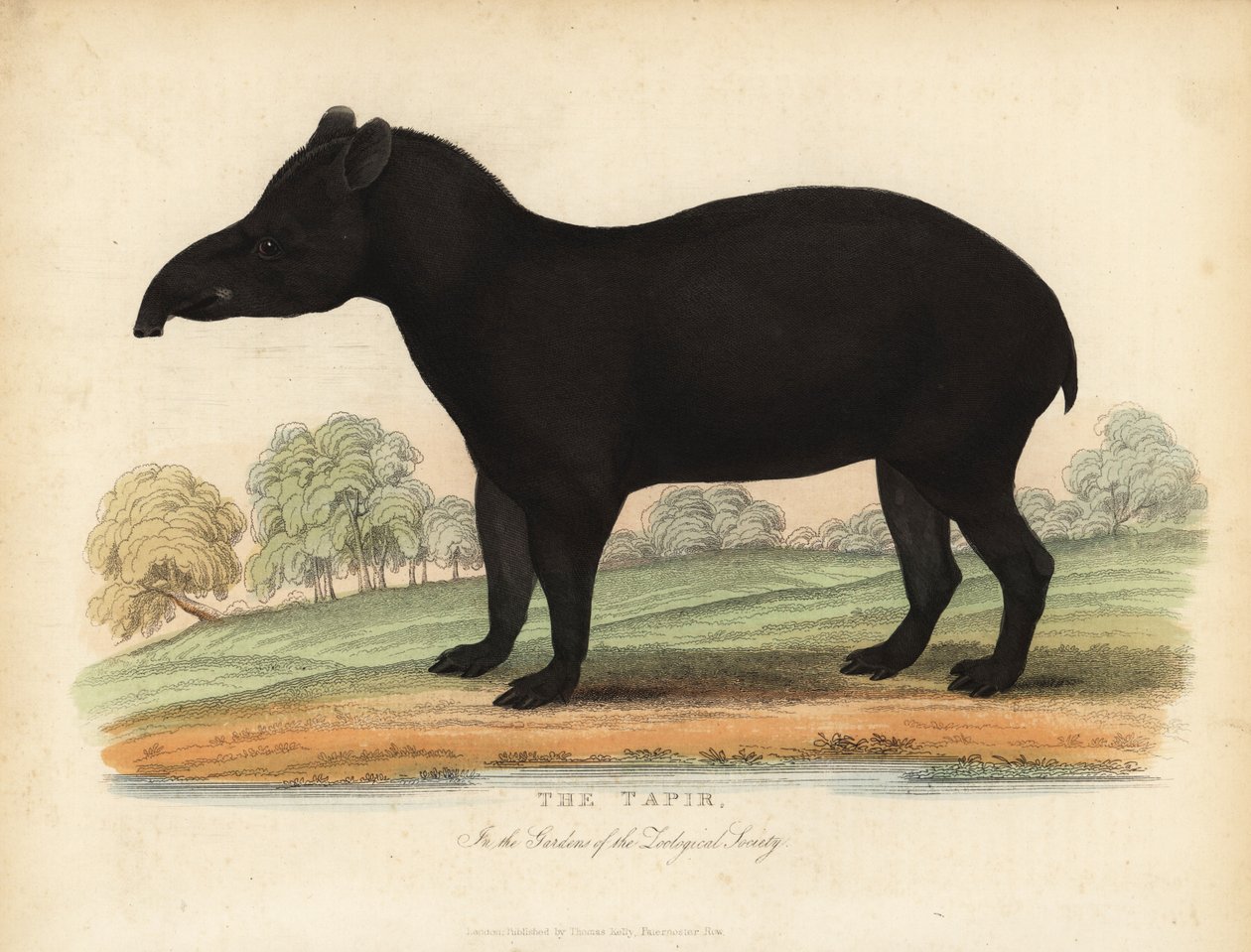 Tapír jihoamerický, Tapirus terrestris, zranitelný. od William Smellie