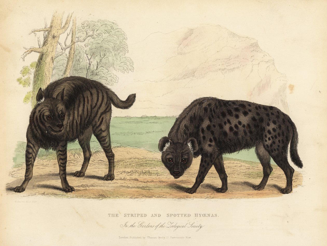 Hyena pruhovaná a hyena skvrnitá. od William Smellie