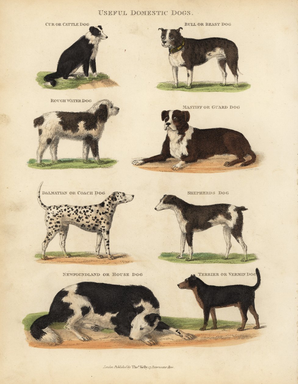 Užitečné domácí psy, Canis lupus familiaris. od William Smellie