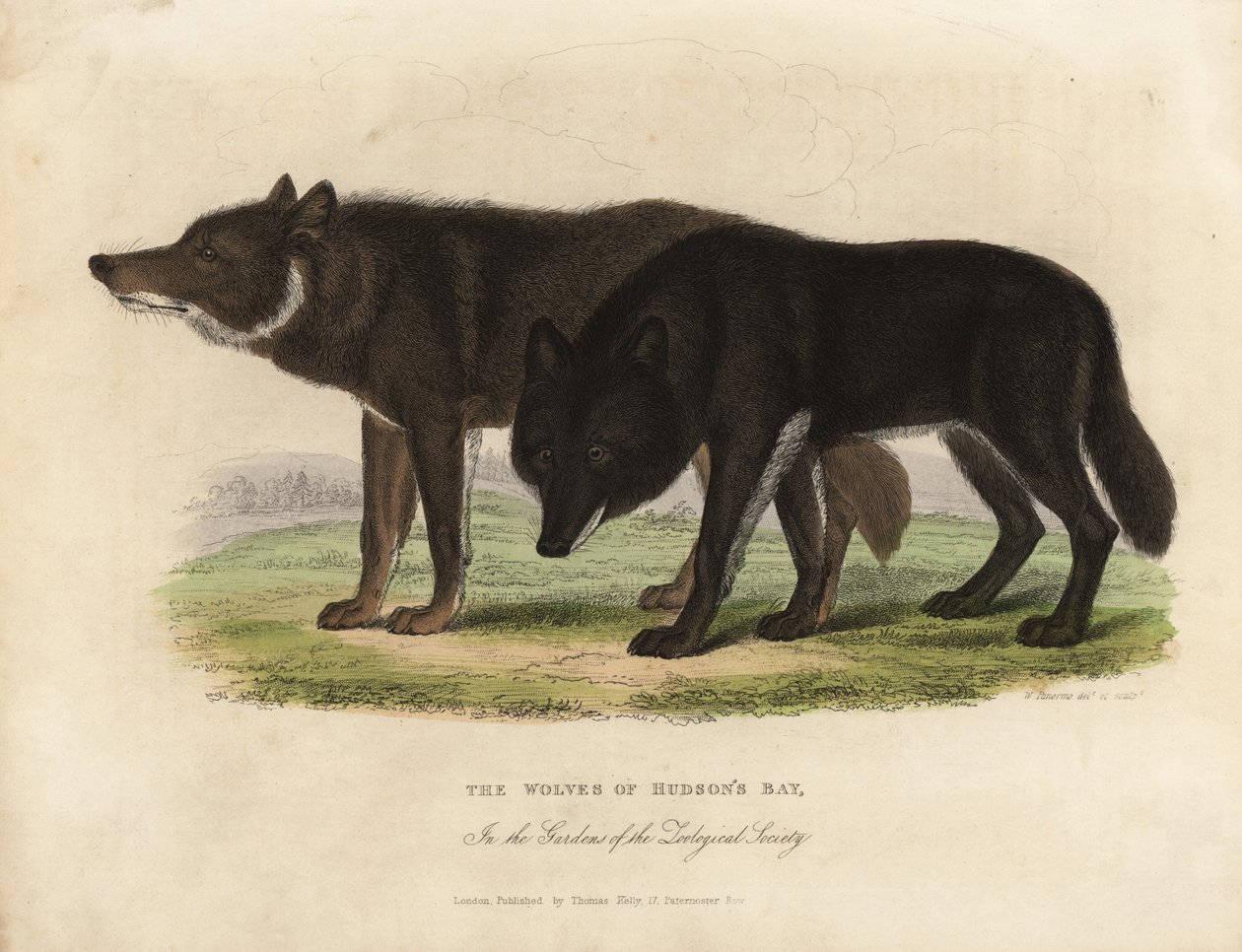 Vlci z Hudsonova zálivu, Canis lupus. od William Smellie