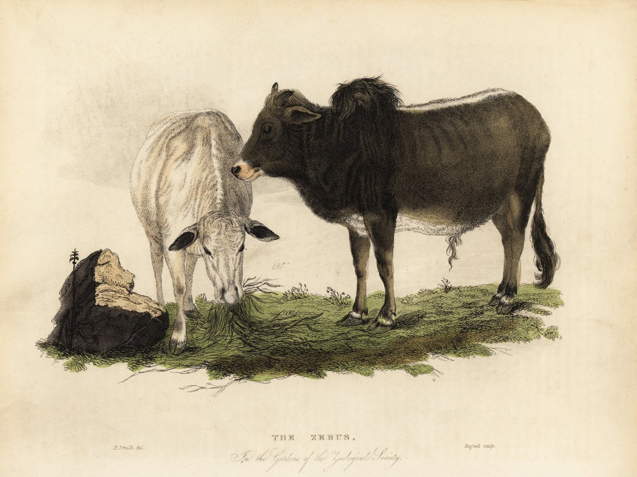 Závěsný od William Smellie