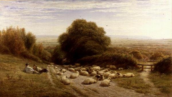Sunny Side of a Shepherd