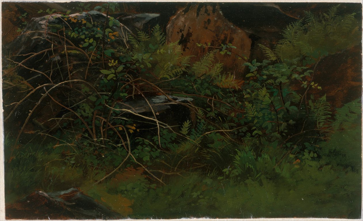 Studie podle přírody od William Stanley Haseltine