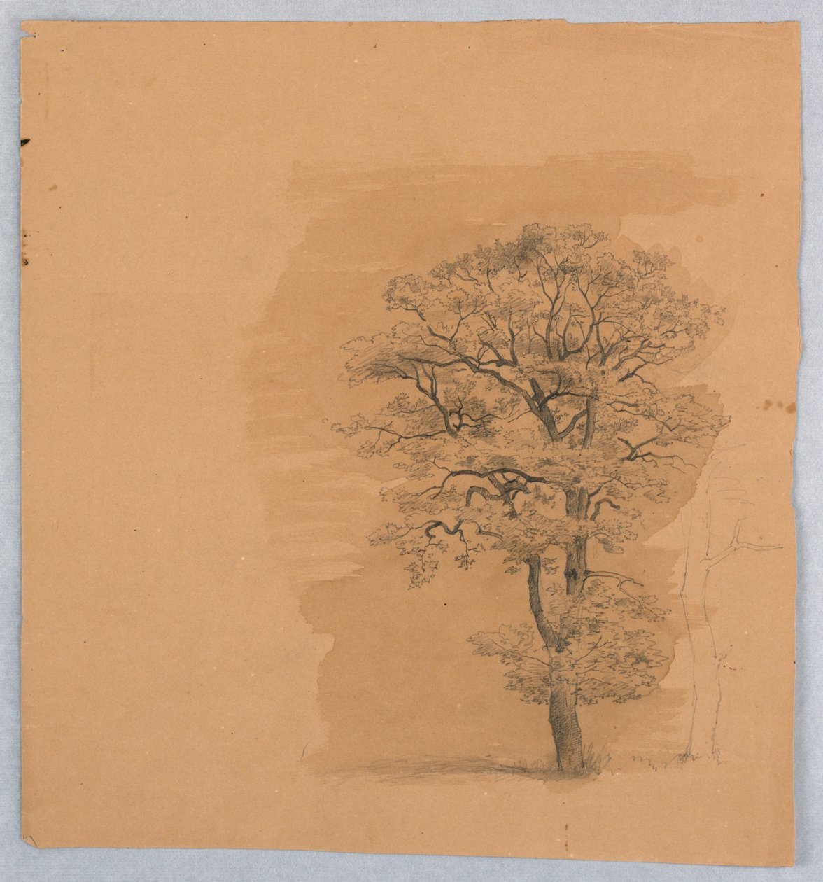 Studium listí od William Stanley Haseltine