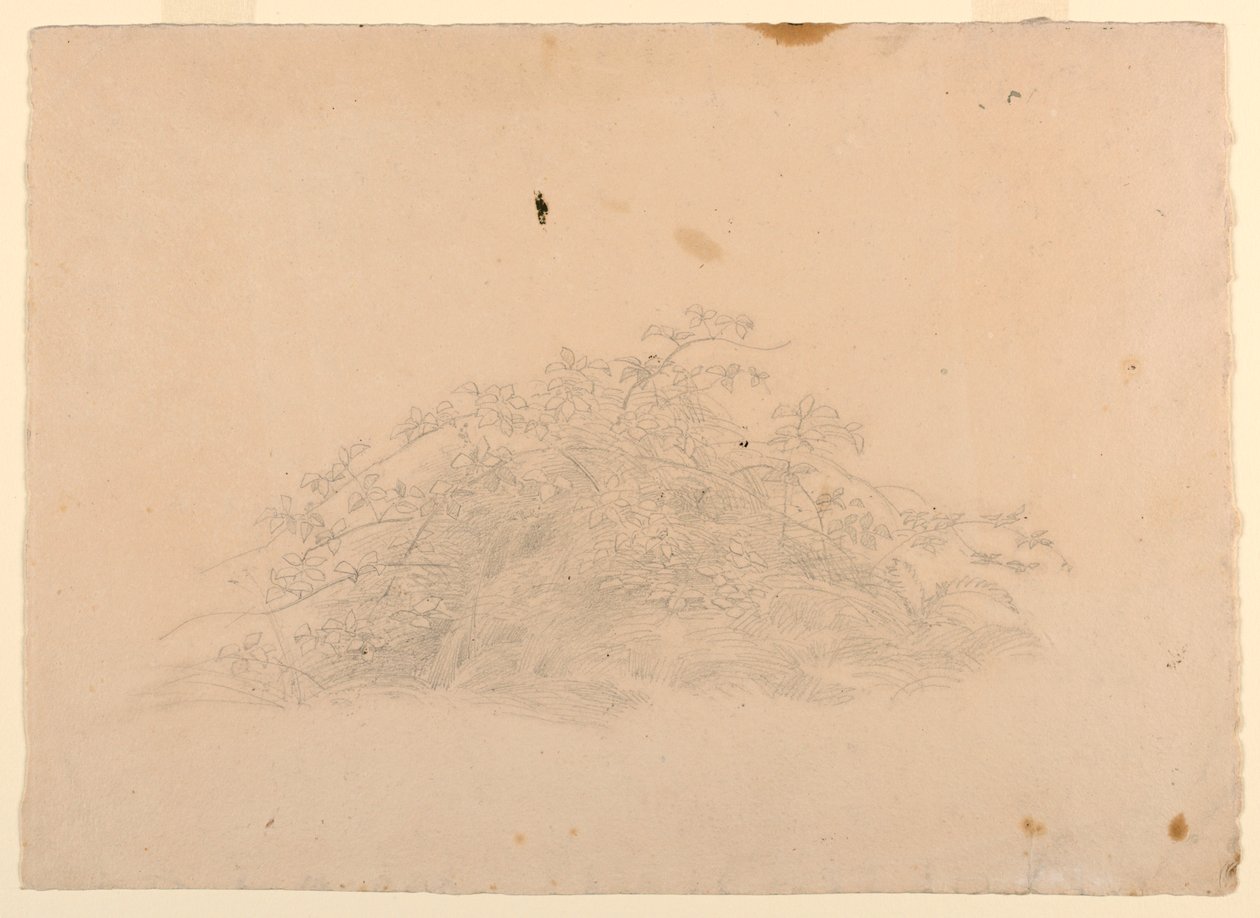 Studium listí od William Stanley Haseltine