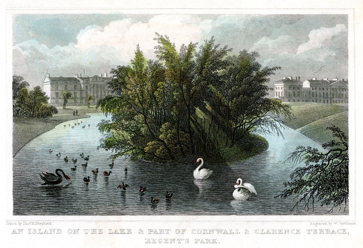 Ostrov na jezeře a část Cornwallu a Clarence Terraces, Regents Park, Londýn, 1828. od William Tombleson