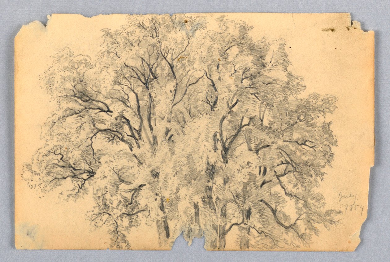 Studium jilmu od William Trost Richards
