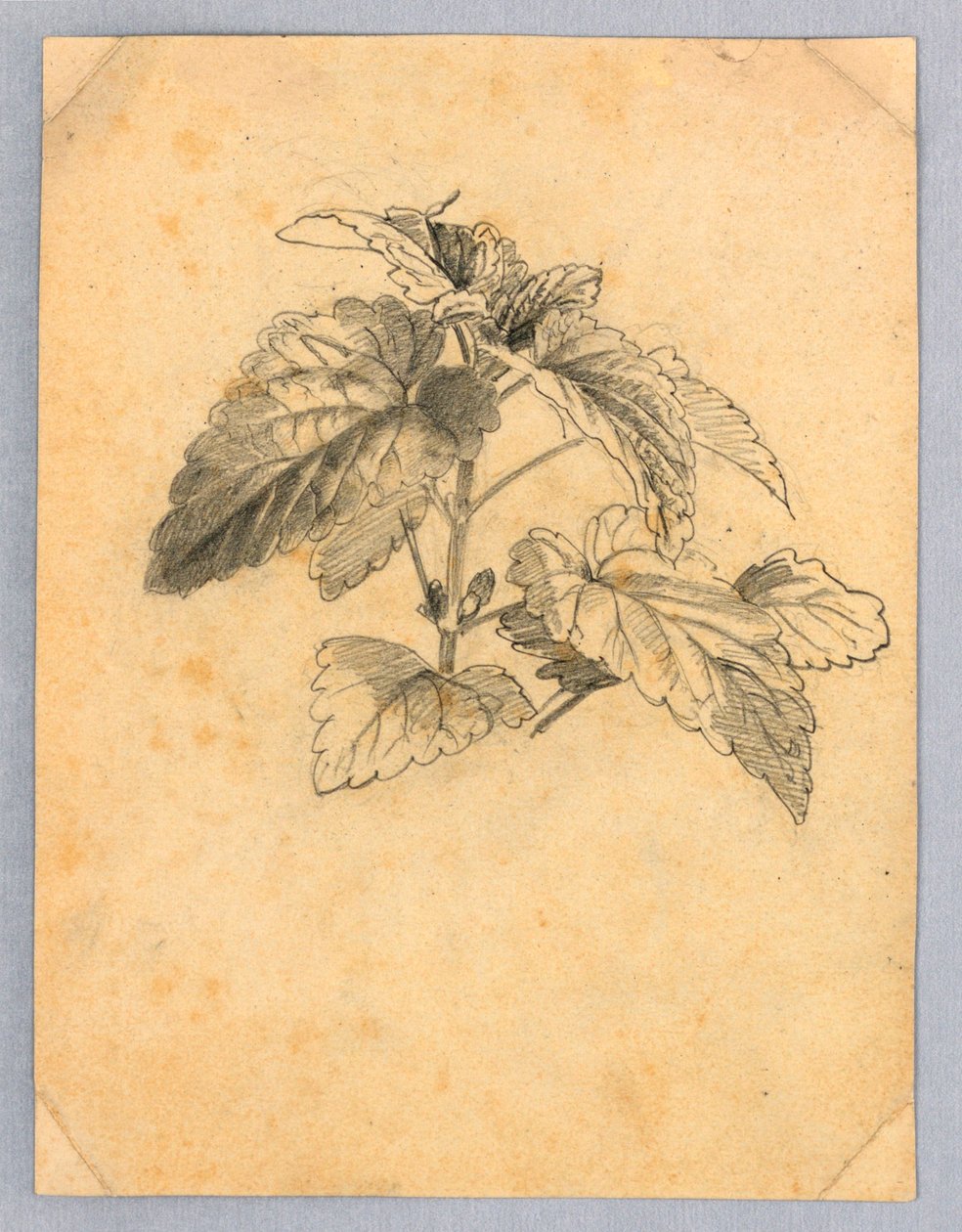 Studium listí od William Trost Richards