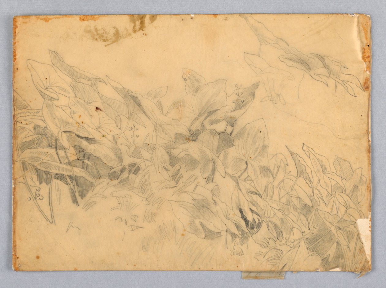 Studium listí od William Trost Richards