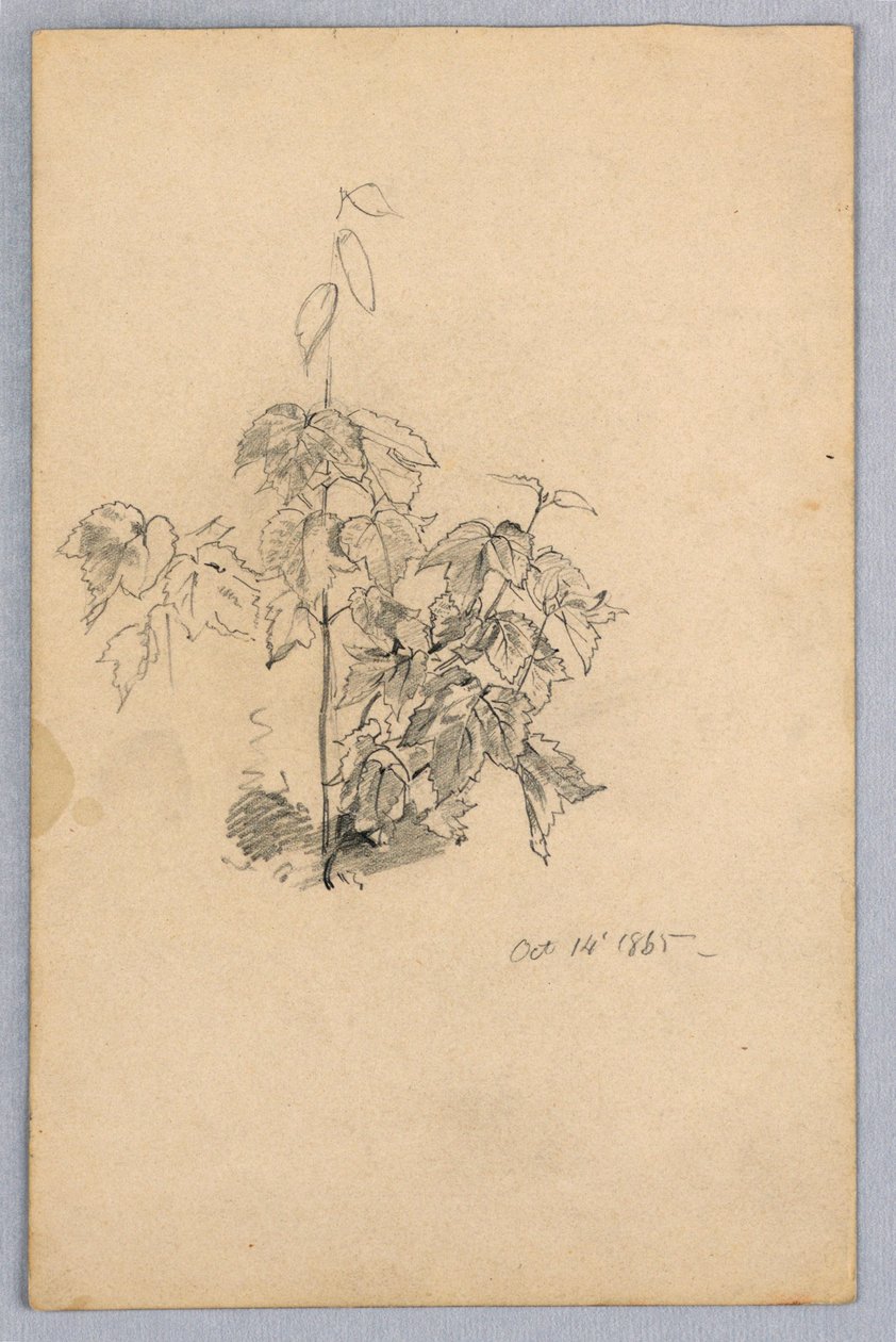 Studium listí od William Trost Richards